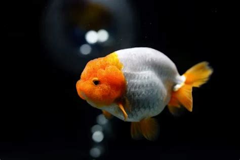 Complete Ranchu Goldfish Care Guide: History  .